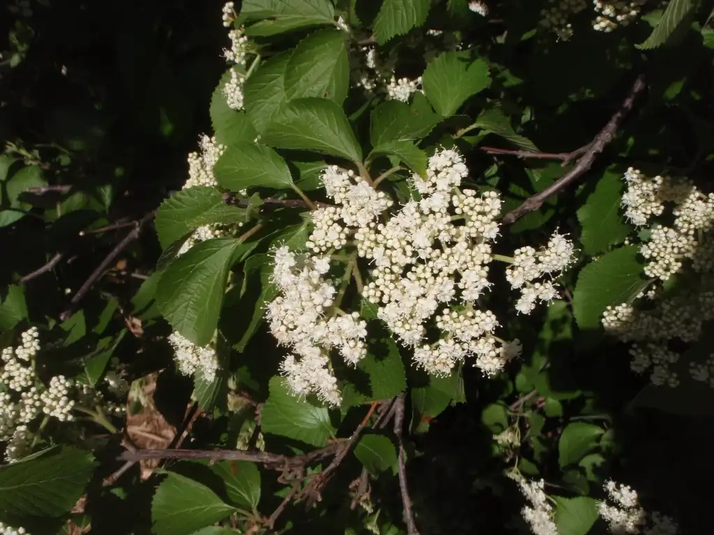 Photo of Viburnum dilatatum - 'Mt Airy' Flower and Leaf:Jim Robbins