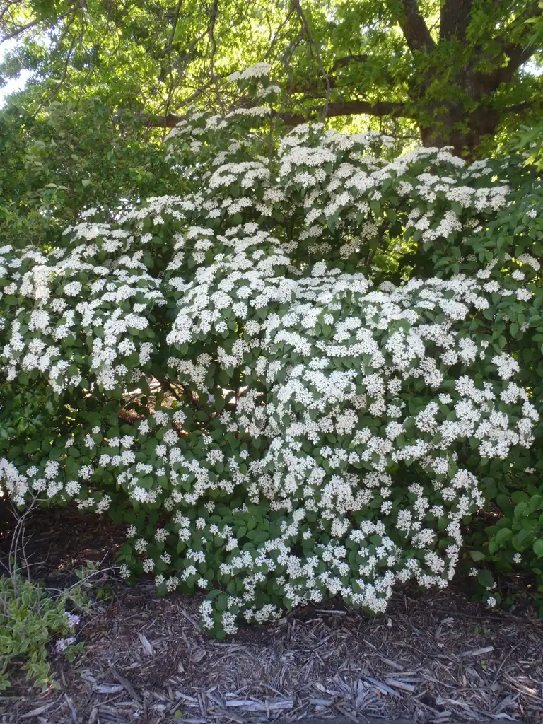 Photo of Viburnum dilatatum - 'Catskill' Flower Form:Jim Robbins