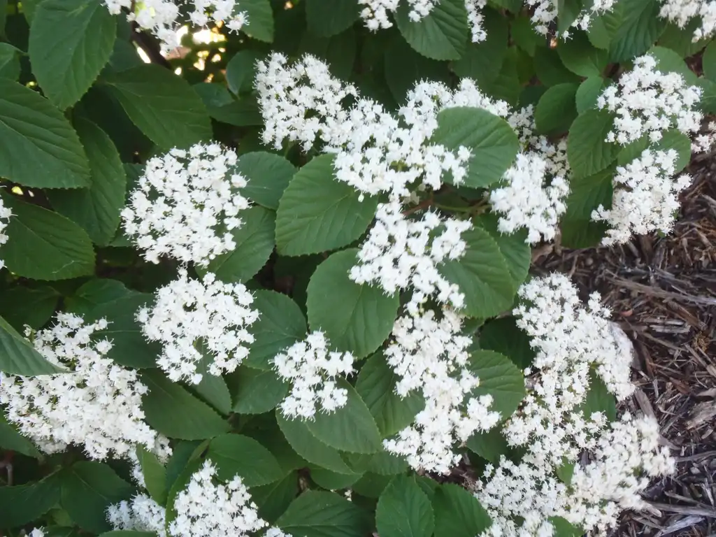Photo of Viburnum dilatatum - 'Catskill' Flower and Leaves:Jim Robbins