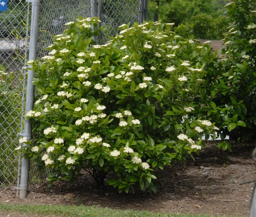 Photo of Viburnum dilatatum - 'Iroquois' Flower Form (Asheville, NC):Jim Robbins