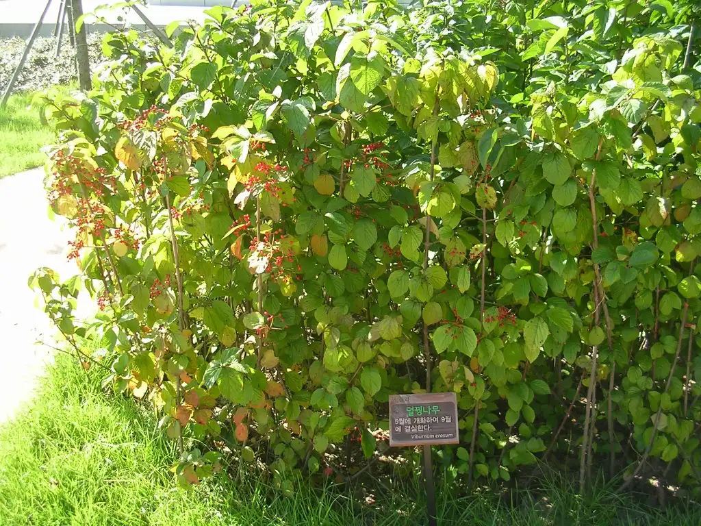Фото Viburnum erosum (Viburnum erosums)