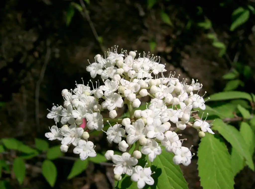 Фото Viburnum erosum (Viburnum erosums)