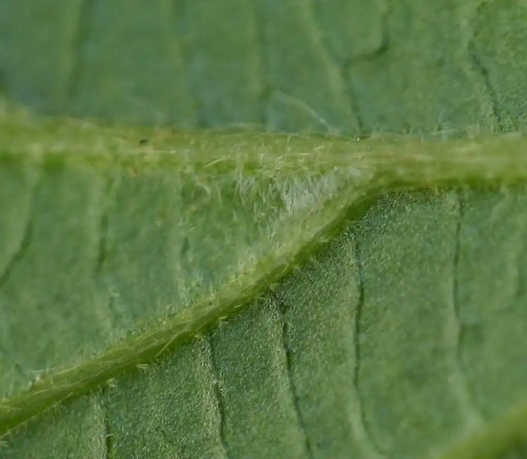 Фото Viburnum erosum - Hairs on underside of leaf:Keisotyo