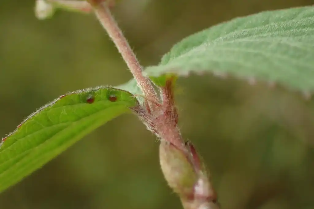 Фото Viburnum erosum - Stem:王錦堯