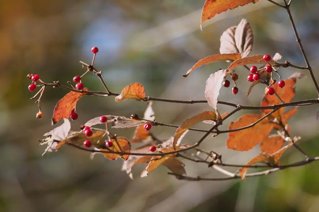 Фото Viburnum erosum - harum.koh:harum.koh