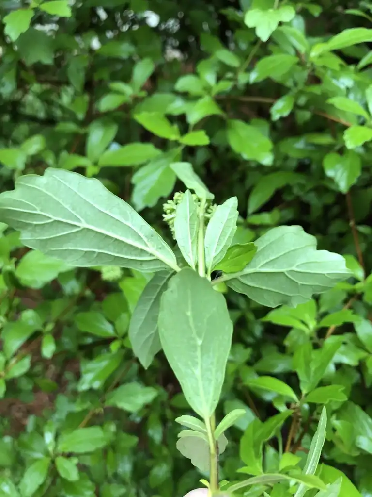 Фото Viburnum foetidum (Viburnum foetidums)
