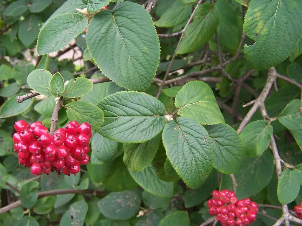 Photo of Viburnum lantana (Viburnum lantanas)