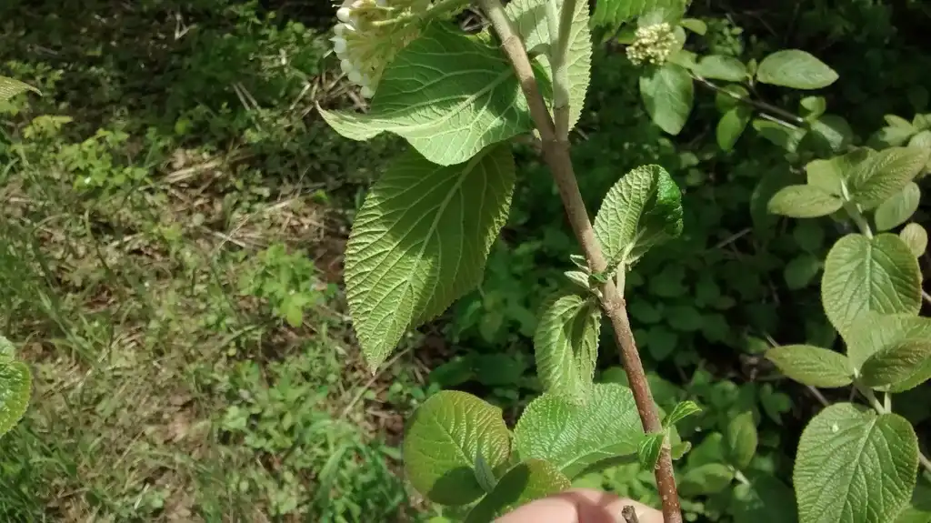Photo of Viburnum lantana - Underside of leaf annd stem:Owen Clarkin