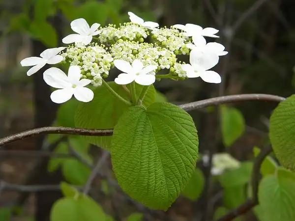 Фото Viburnum lantanoides (Viburnum lantanoidess)