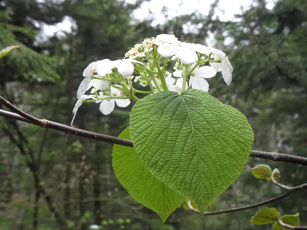 Фото Viburnum lantanoides (Viburnum lantanoidess)
