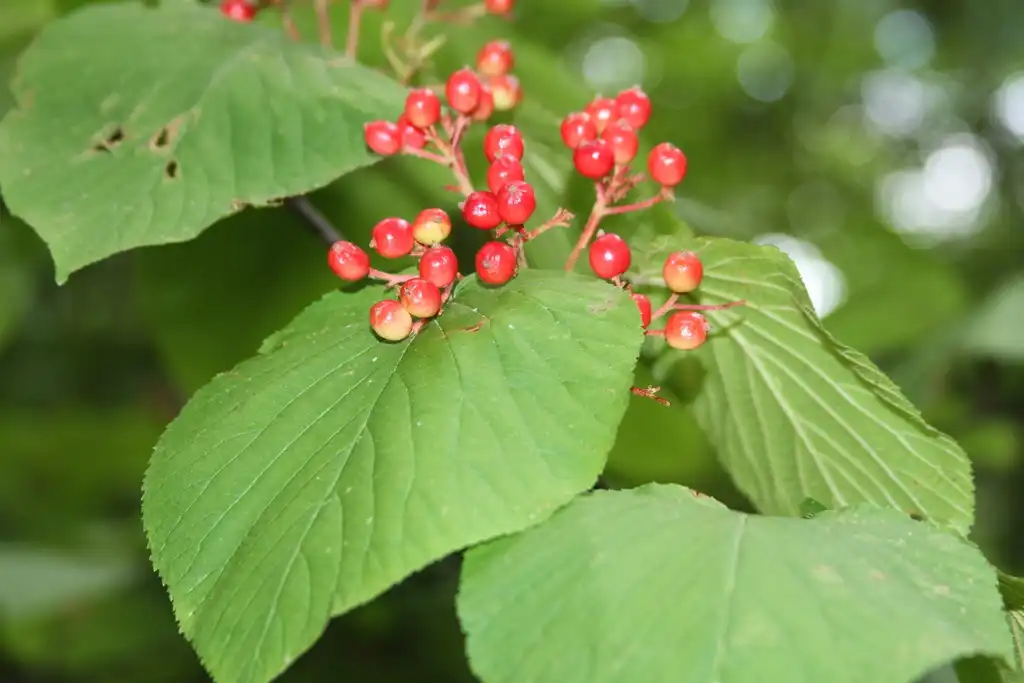 Фото Viburnum lantanoides - Leaves and fruit:Jenn Megyesi