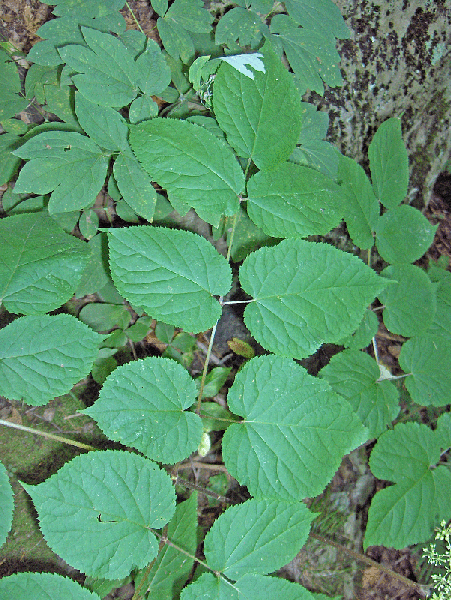 Фото Viburnum lantanoides - Leaves:Homer Edward Price