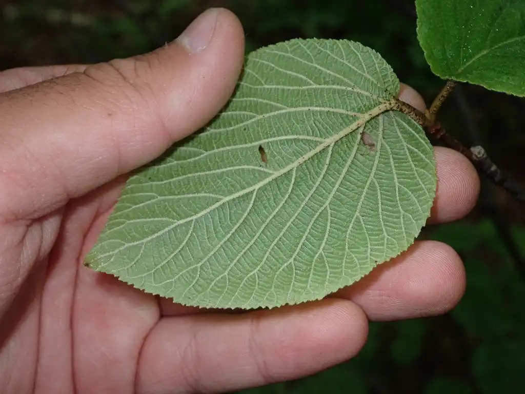 Фото Viburnum lantanoides - Underside of leaf:Astro
