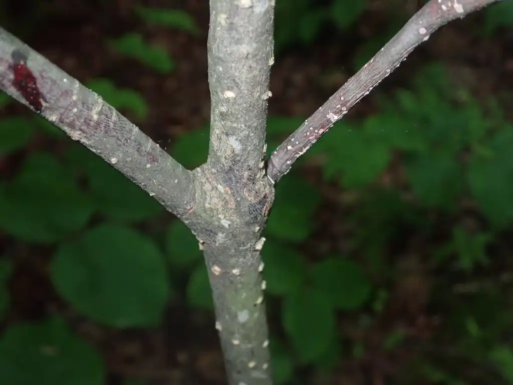 Фото Viburnum lantanoides - Stem with lenticels:Astro