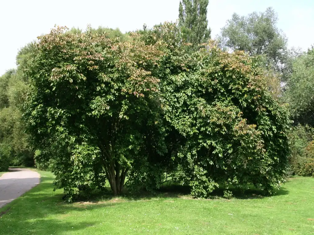 Photo of Viburnum lentago (Viburnum lentagos)