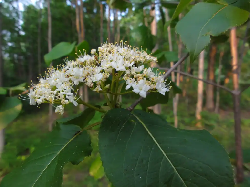 Photo of Viburnum lentago (Viburnum lentagos)