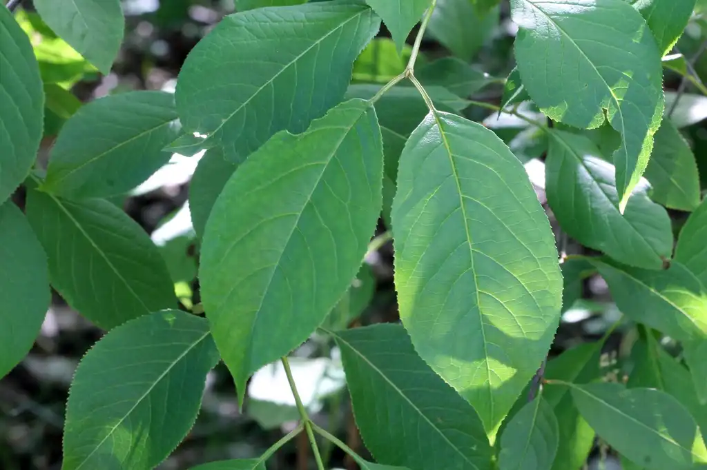 Photo of Viburnum lentago - Leaves:Rob Routledge, Sault College, Bugwood.org