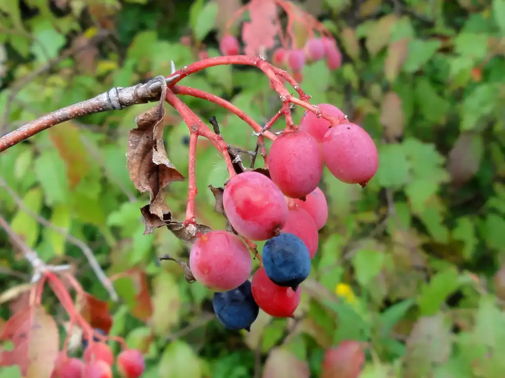 Photo of Viburnum lentago - Fruit:R. A. Nonenmacher