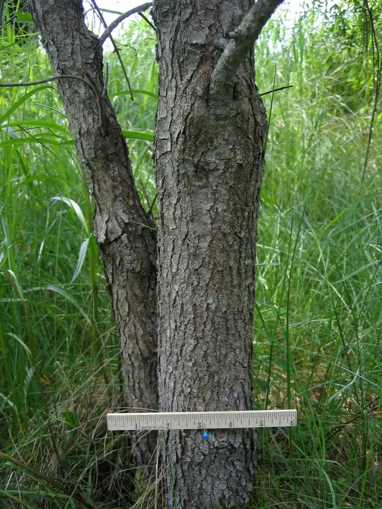 Photo of Viburnum lentago - Bark:Keith Kanoti, Maine Forest Service, Bugwood.org