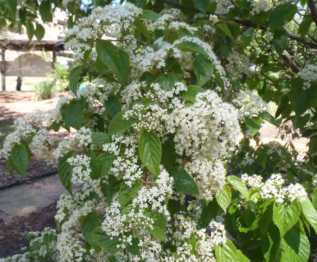 Foto de Viburnum luzonicum (Viburnum luzonicums)