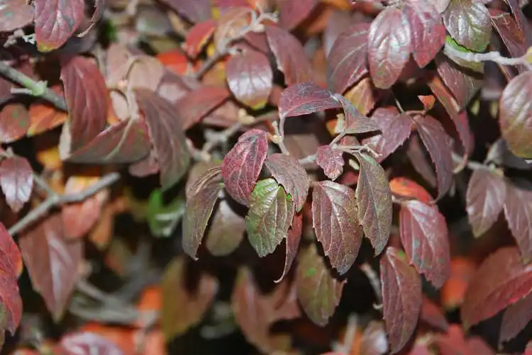 Foto de Viburnum luzonicum (Viburnum luzonicums)