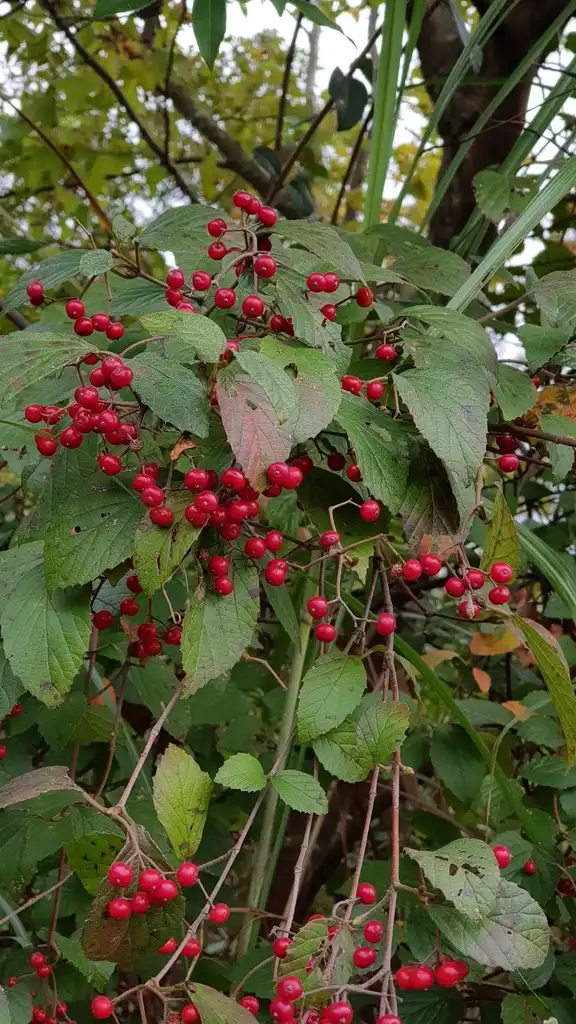 Foto de Viburnum luzonicum - Fruit:艾草