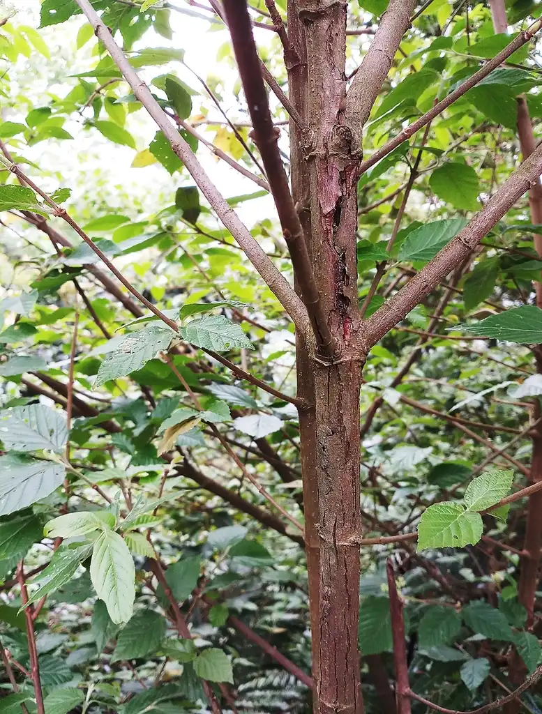 Foto de Viburnum luzonicum - Bark:Ben