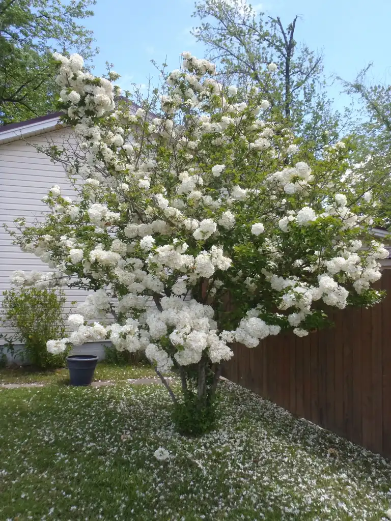 Фото Viburnum macrocephalum (Viburnum macrocephalums)