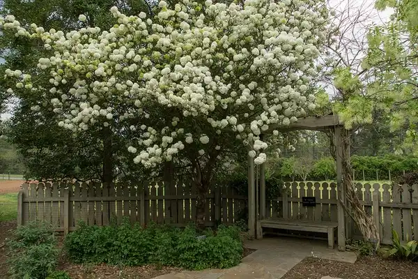 Фото Viburnum macrocephalum (Viburnum macrocephalums)
