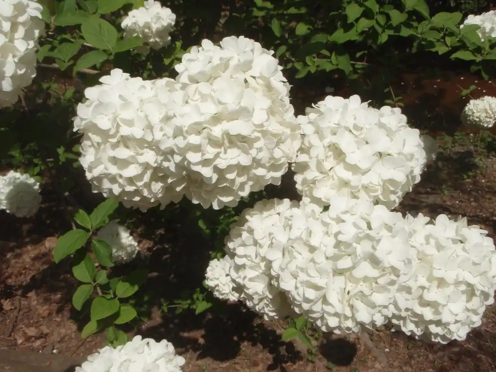 Фото Viburnum macrocephalum - Flowers:Jim Robbins