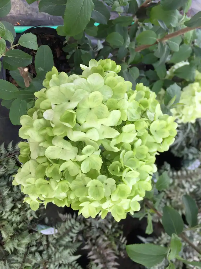 Фото Viburnum macrocephalum - Green flower cluster:Jim Robbins