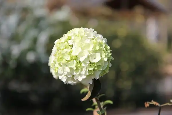 Фото Viburnum macrocephalum - Flower Cluster:UGA-College-of-Ag-and-Environmental Sciences
