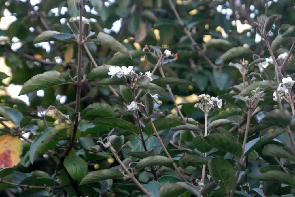 Фото Viburnum macrocephalum - f. keteleeri Flower and Leaf:Jim Robbins