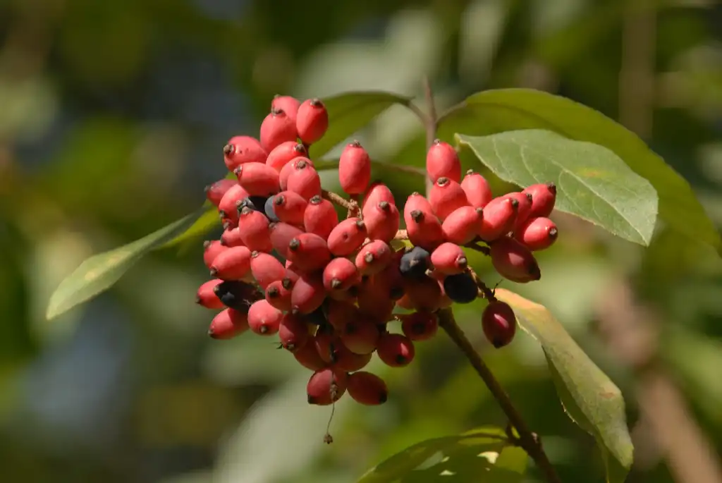 Фото Viburnum macrocephalum - f. keteleeri Fruit:Jim Robbins
