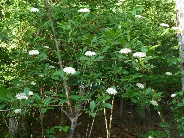 Photo of Viburnum nudum (Viburnum nudums)