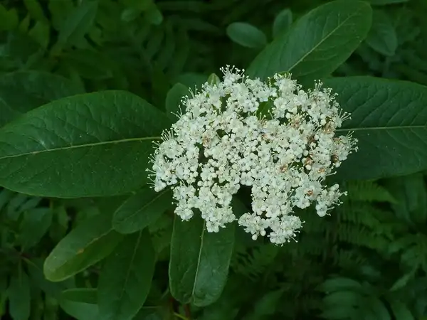 Photo of Viburnum nudum (Viburnum nudums)