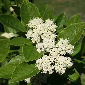 Photo of Viburnum nudum - Flowers:Debbie Roos