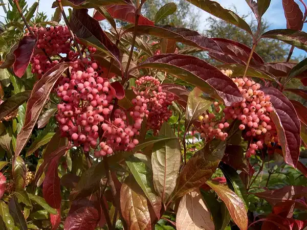 Photo of Viburnum nudum - Fall color:John