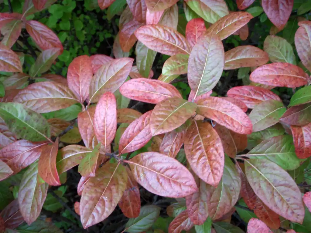 Photo of Viburnum nudum - 'Winterthur' Fall color Leaf:Jim Robbins