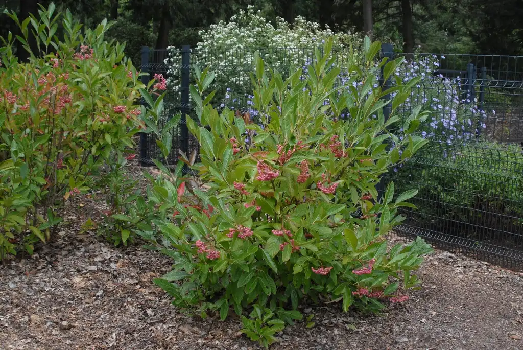 Photo of Viburnum nudum - 'Brandy wine' Full Form:Jim Robbins