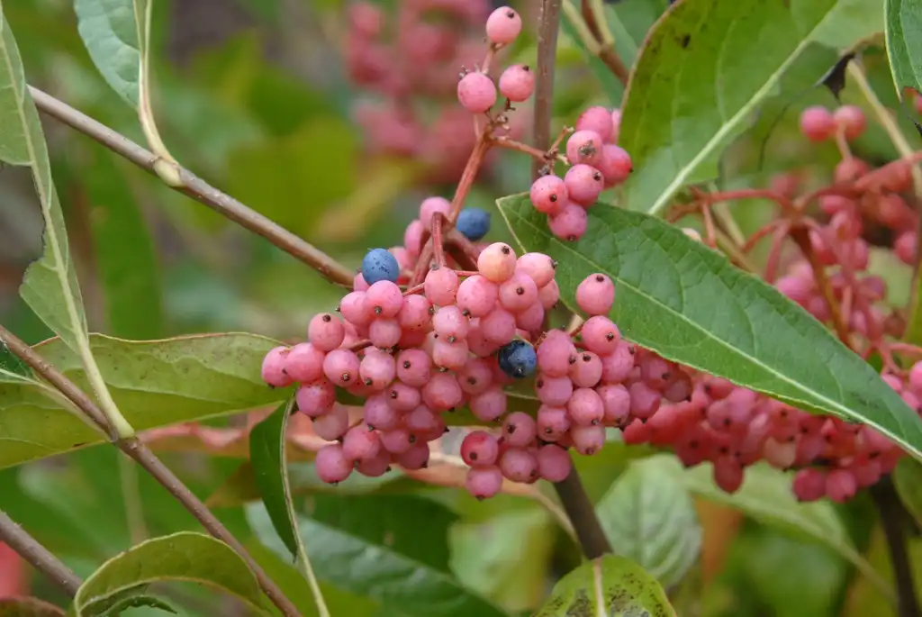 Photo of Viburnum nudum - 'Brandy wine' Fruit and Leaves:Jim Robbins