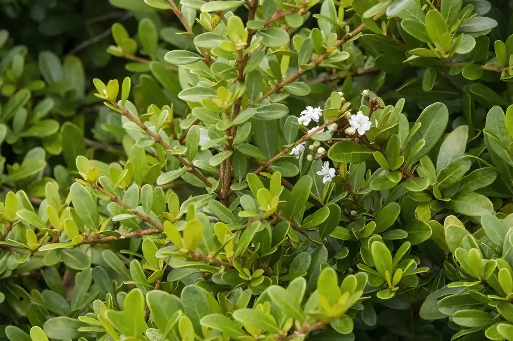 Фото Viburnum obovatum (Viburnum obovatums)