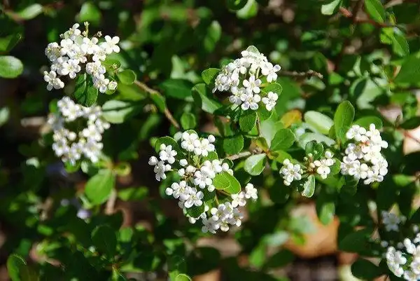 Фото Viburnum obovatum - flowers:Carol Foil
