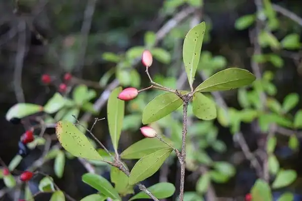Фото Viburnum obovatum - fruit:Adam Arendell
