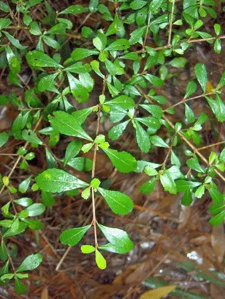 Фото Viburnum obovatum - leaves:Homer Edward Price