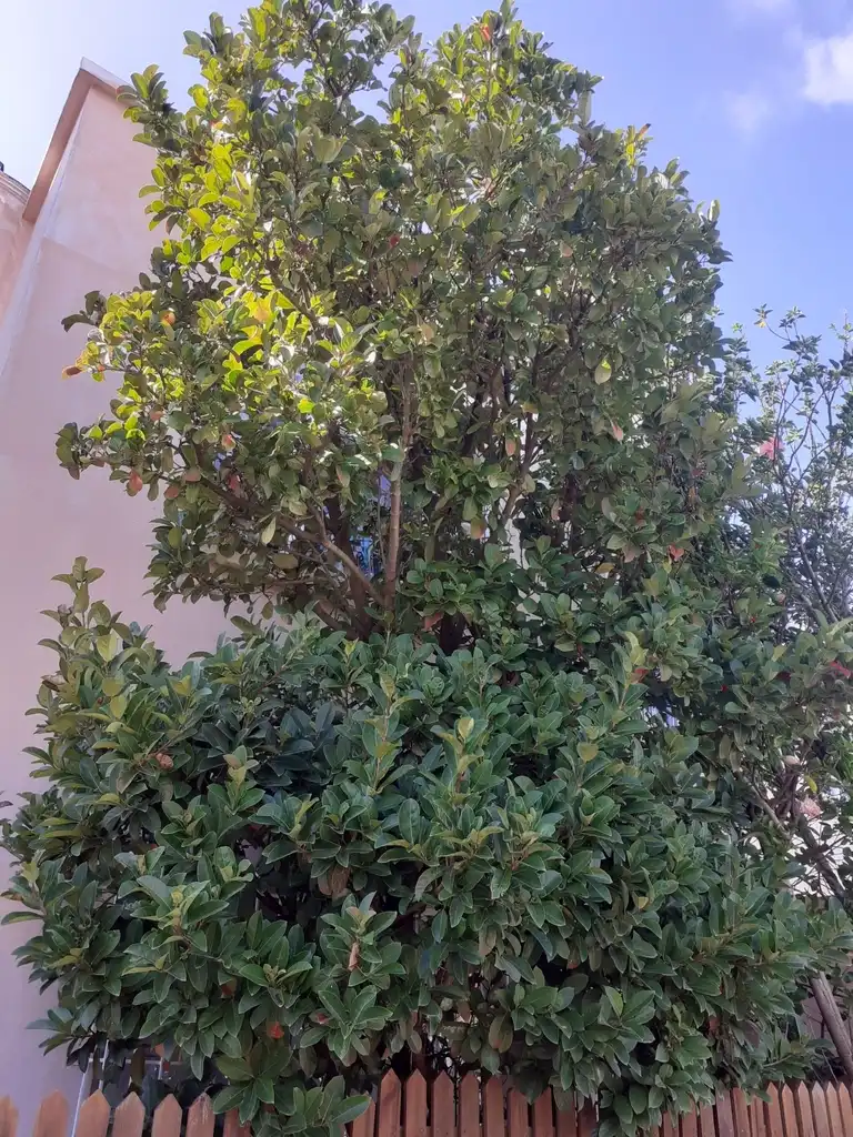 Foto de Viburnum odoratissimum (Viburnum odoratissimums)