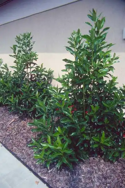 Foto de Viburnum odoratissimum (Viburnum odoratissimums)