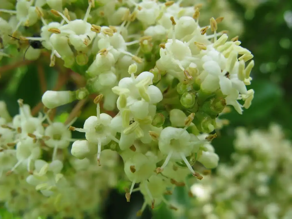 Foto de Viburnum odoratissimum - Flowers of var odoratissim:KENPEI
