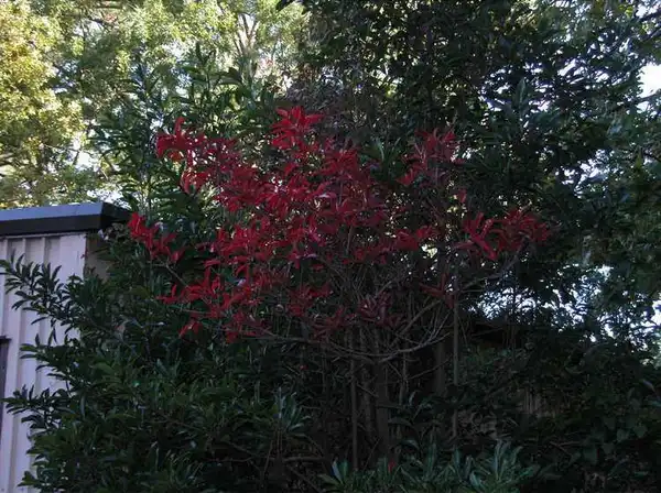 Foto de Viburnum odoratissimum - Red leaves:JC Raulston Arboretum