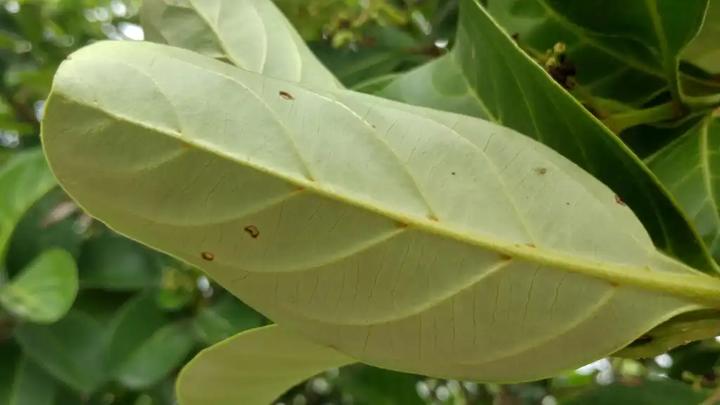 Foto de Viburnum odoratissimum - Underside of leaf:Hugo To